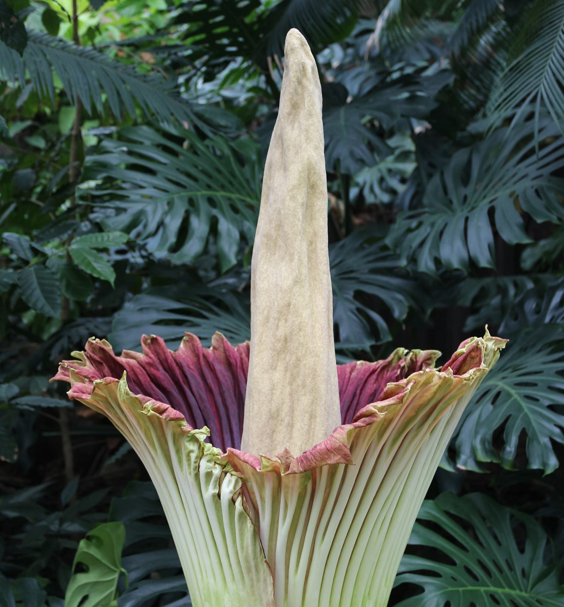 a flower that is in the middle of some plants