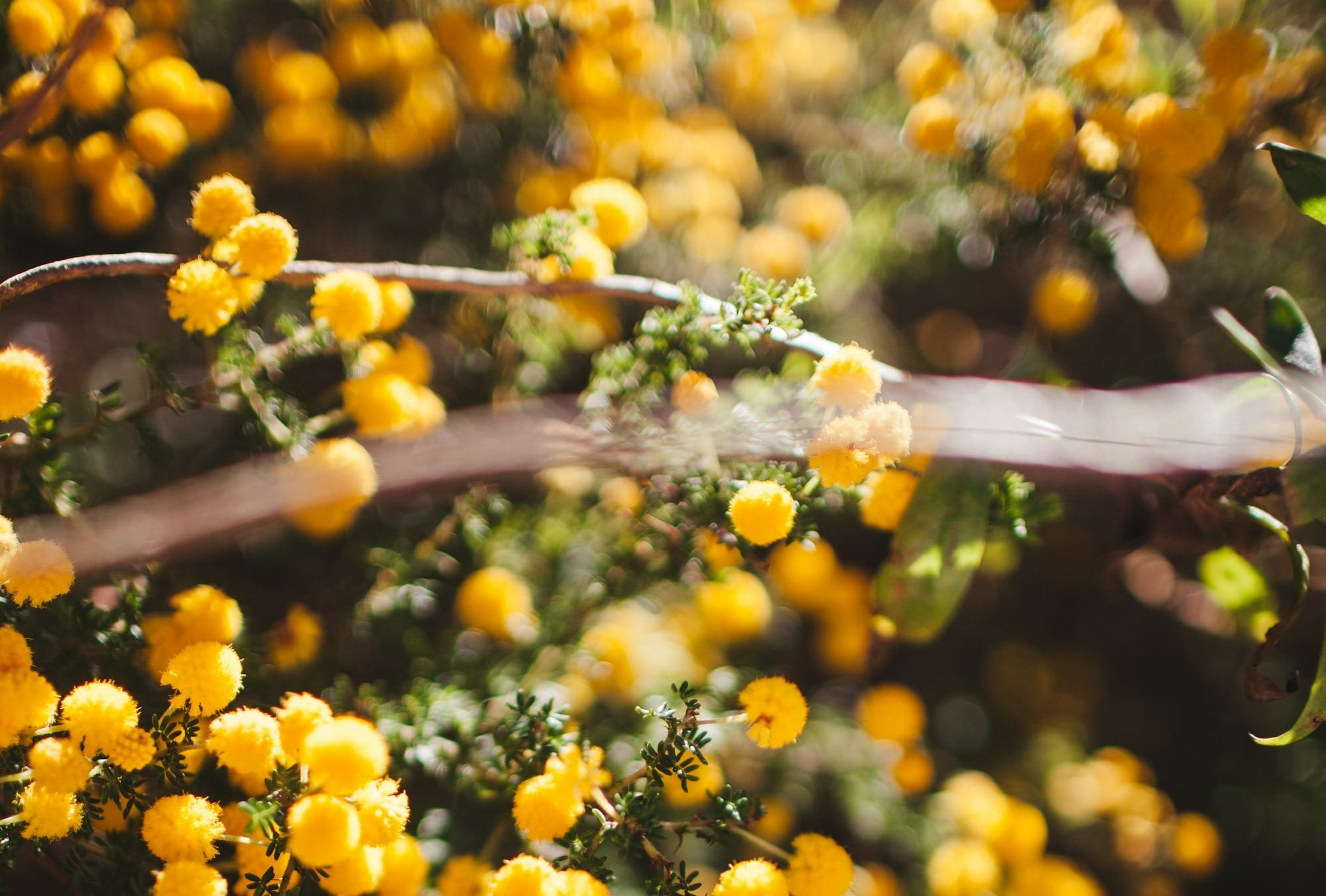 yellow round fruits on brown stick