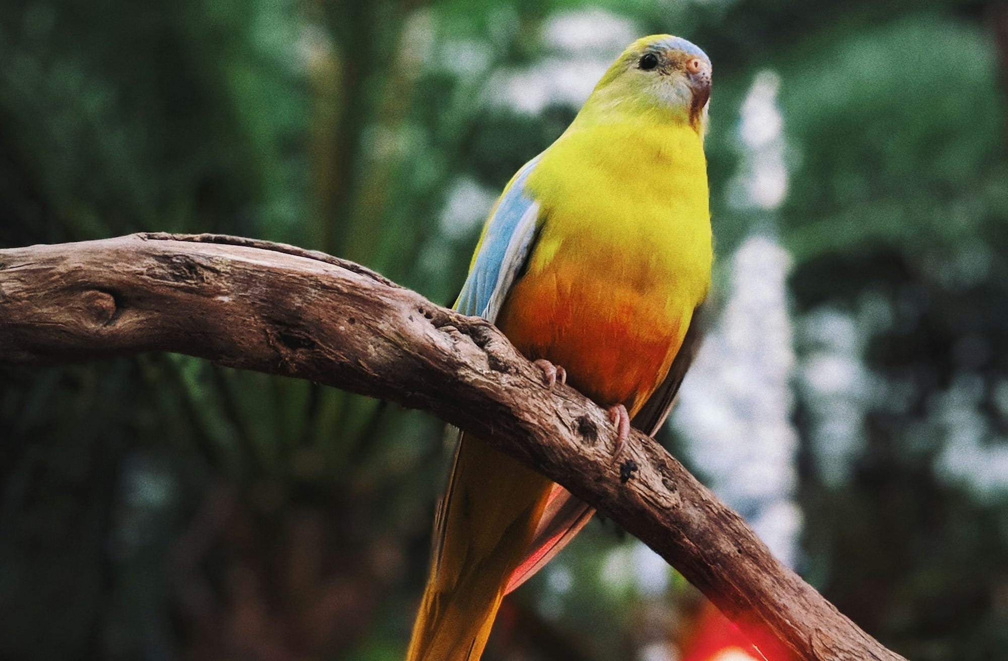 yellow and orange bird on tree