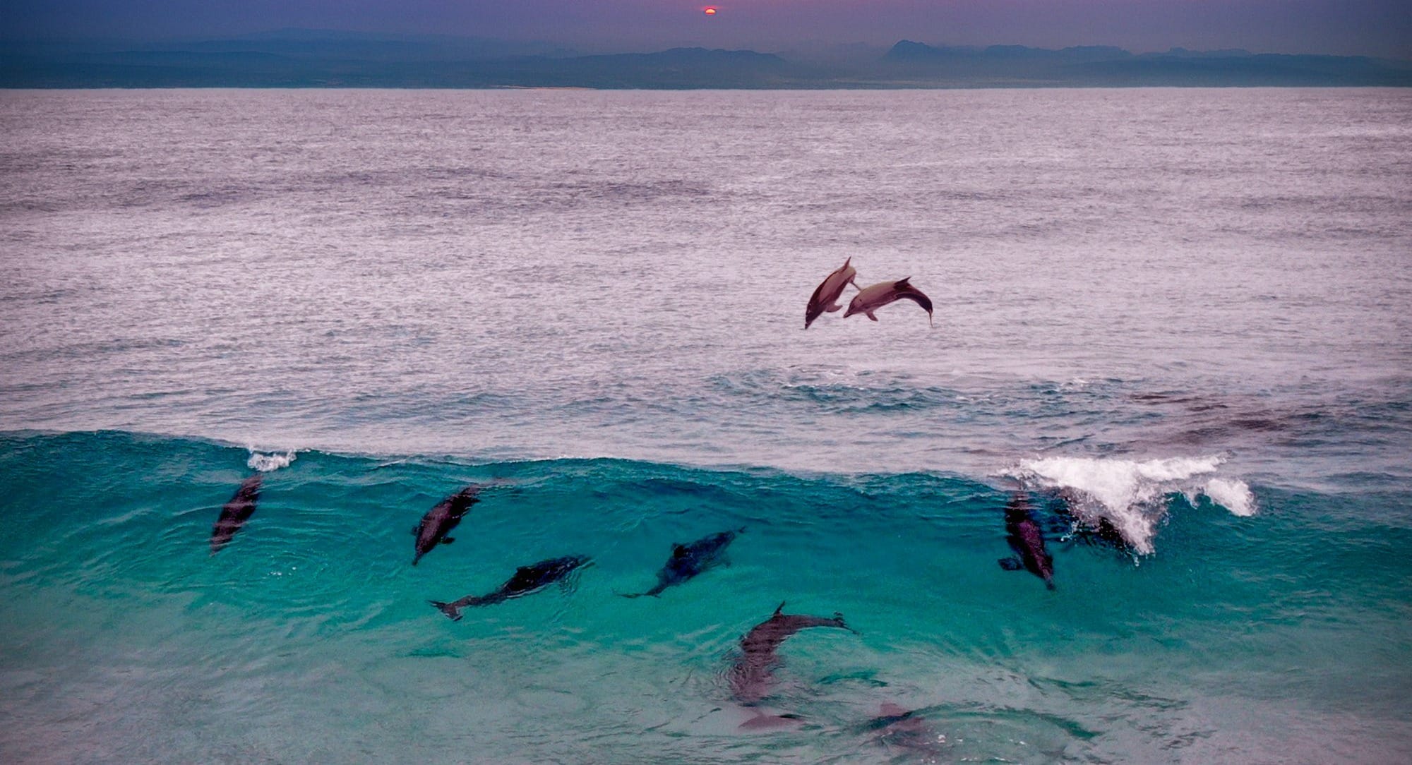 dolphins surfing on sea waves during sunset