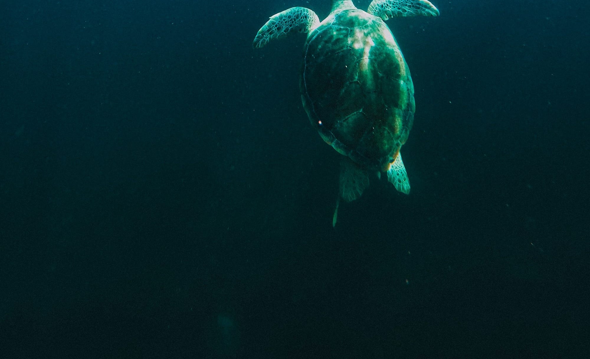 sea turtle under blue sky