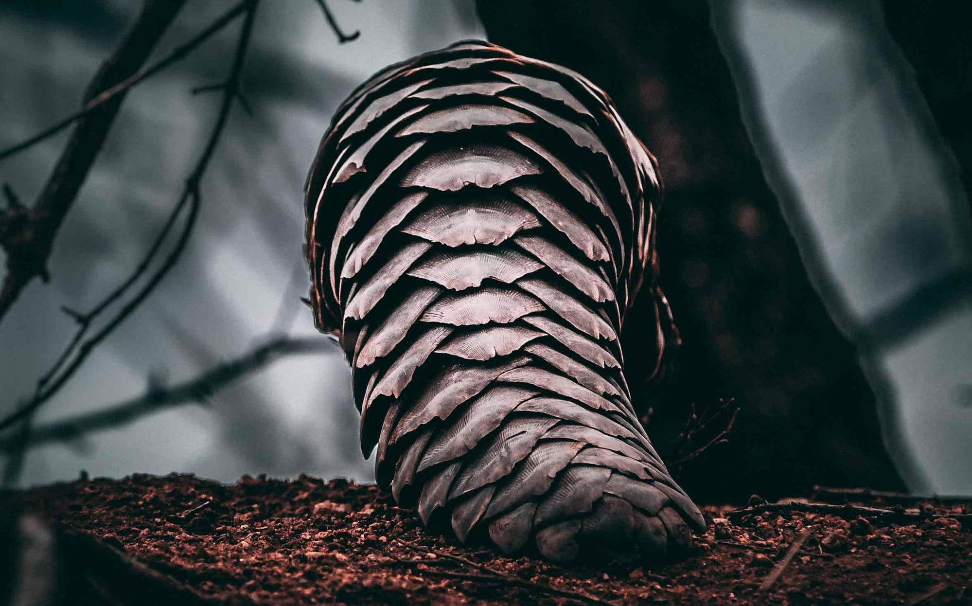 a pangolin looking like a pine cone sitting on top of a pile of dirt