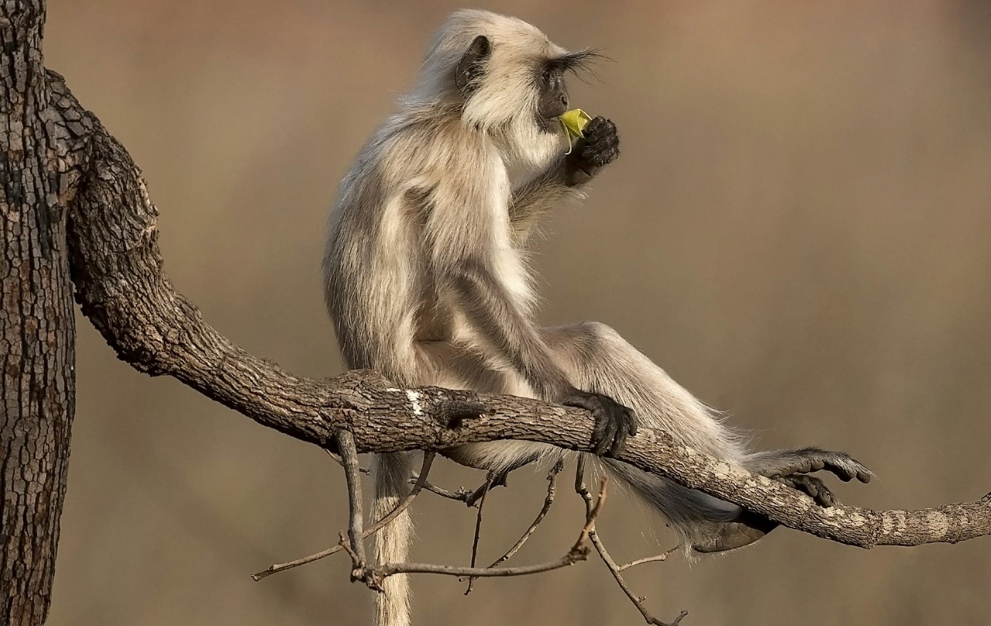 These mushrooms eat pollution