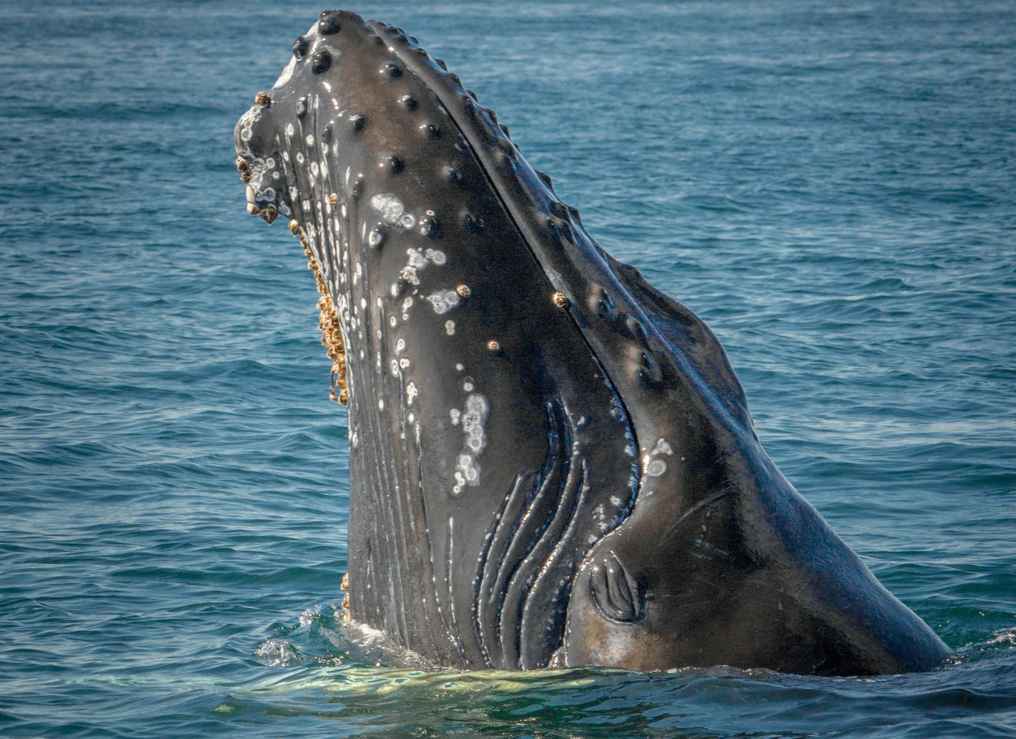 gray whale