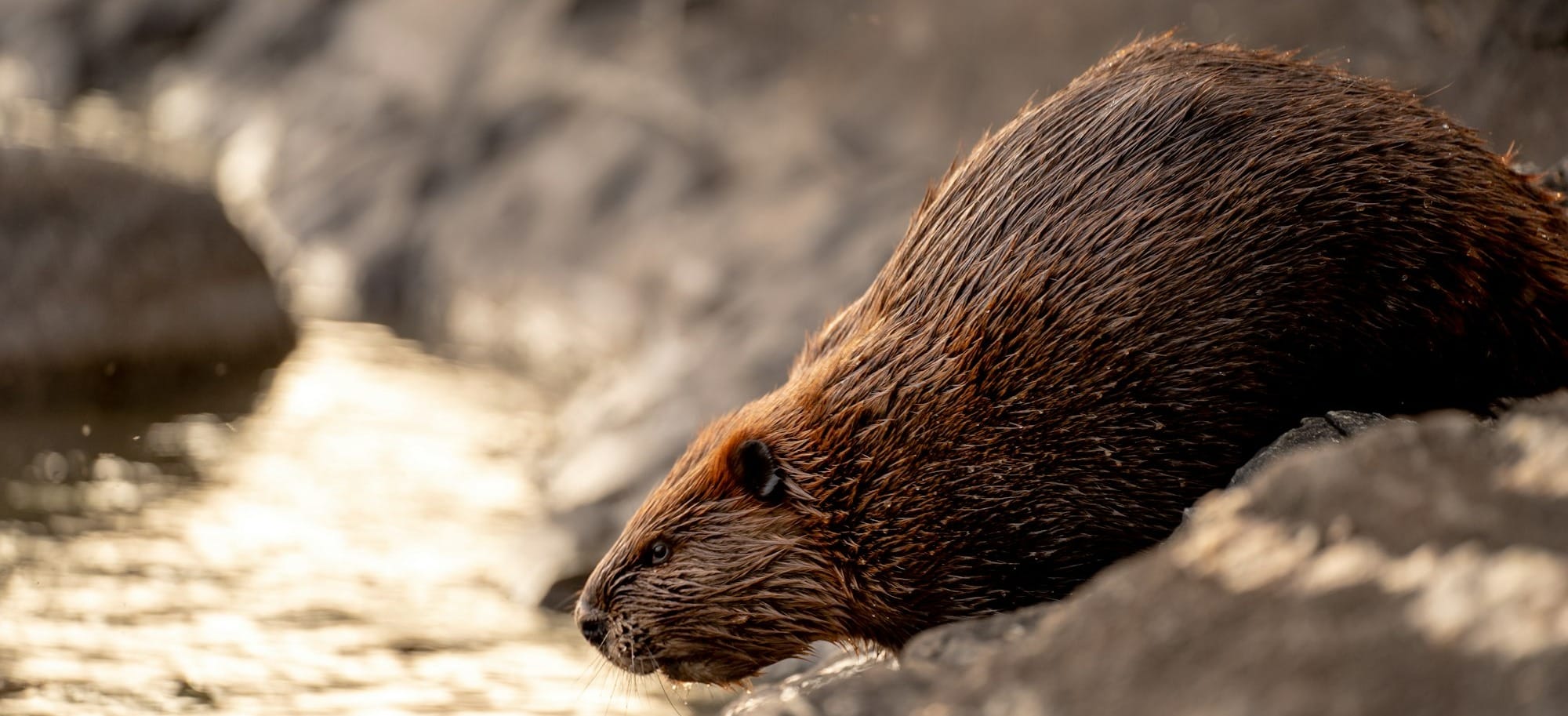 brown rodent on white wooden surface during daytime
